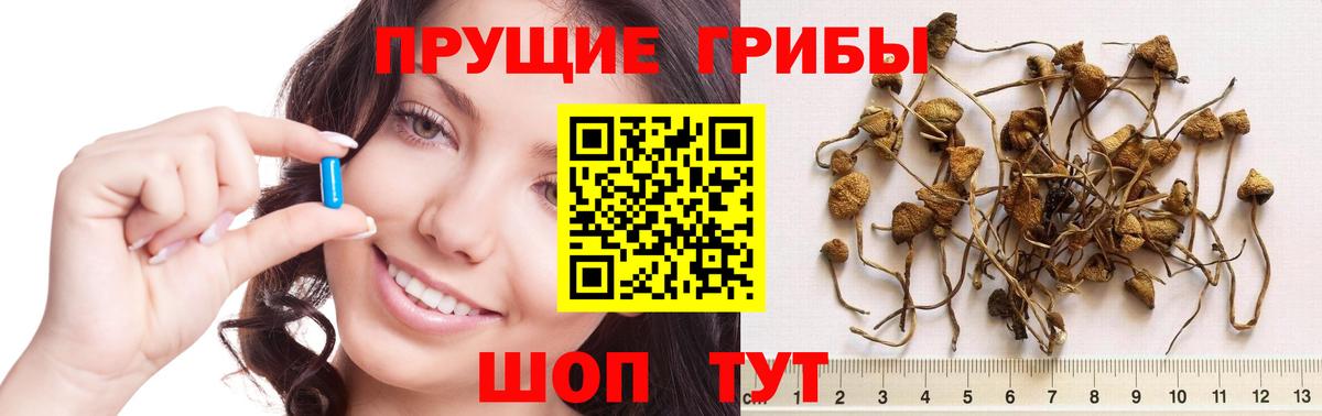 Сосновоборск  Псилоцибиновые грибы GOLDEN TEACHER  Вход с VPN  Псилоцибиновые грибы GOLDEN TEACHER 